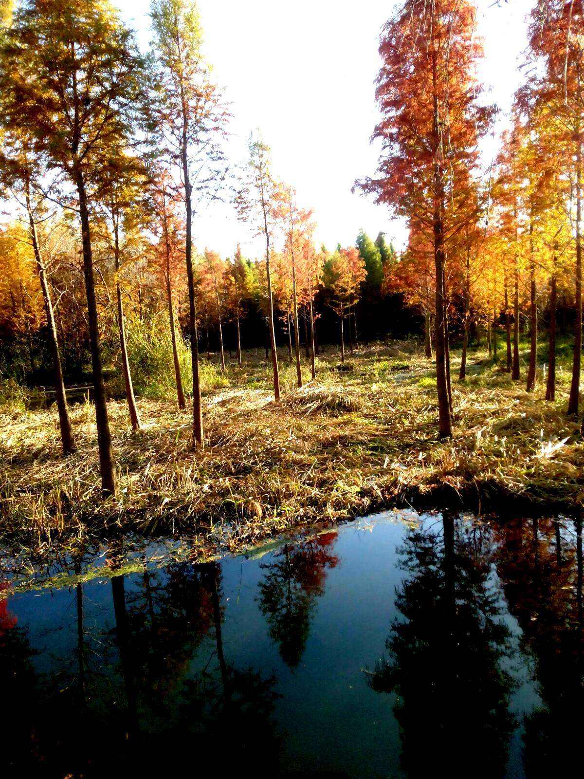 河南芝麻灰石材小鐵灰花崗巖毛板批發(fā)